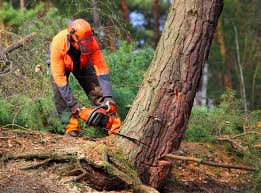 Best Utility Line Clearance  in Casey, IL