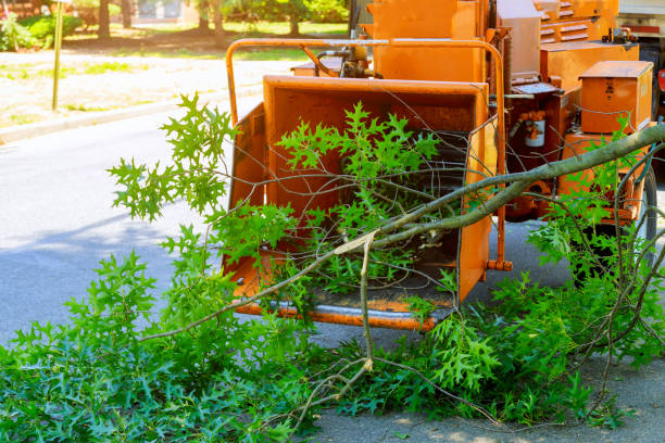 Best Tree Preservation Services  in Casey, IL