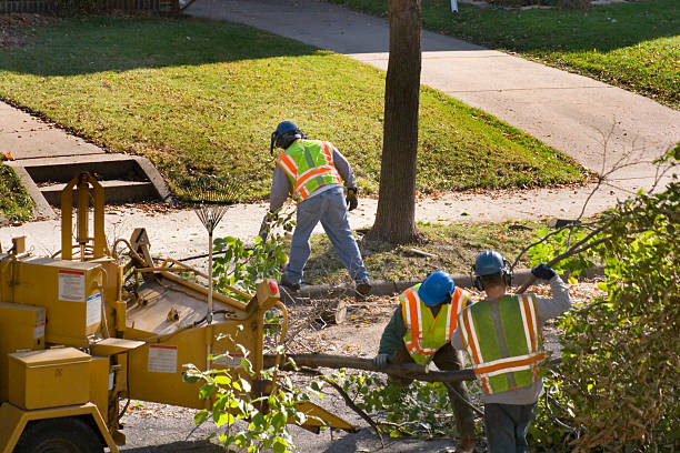 How Our Tree Care Process Works  in  Casey, IL