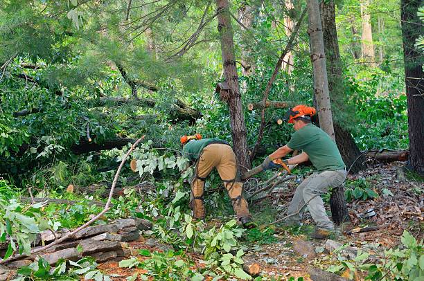 Best Commercial Tree Services  in Casey, IL