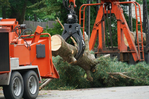 Best Tree Disease Treatment  in Casey, IL