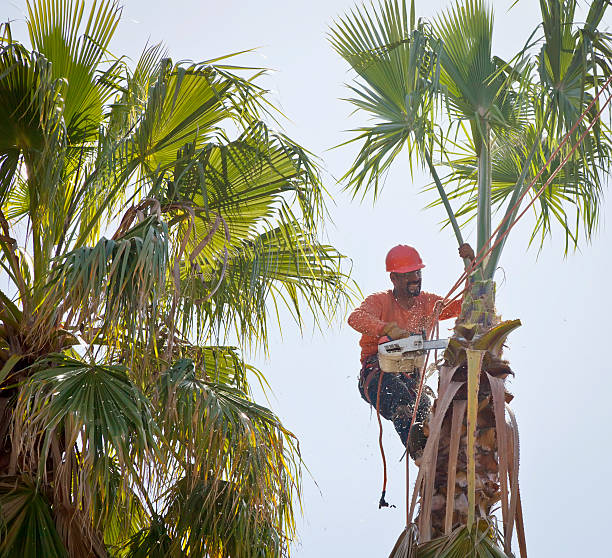 Best Lawn Dethatching  in Casey, IL