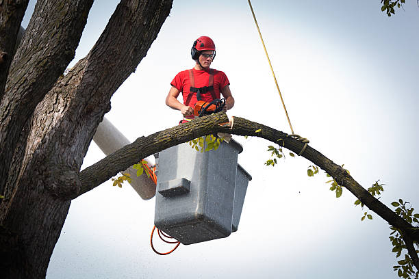 Best Arborist Consultation Services  in Casey, IL