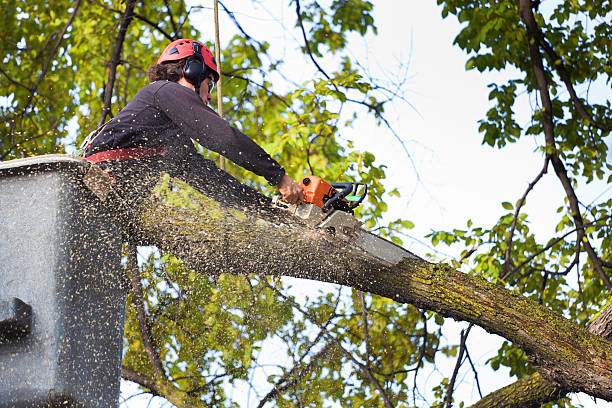 Best Tree Trimming and Pruning  in Casey, IL